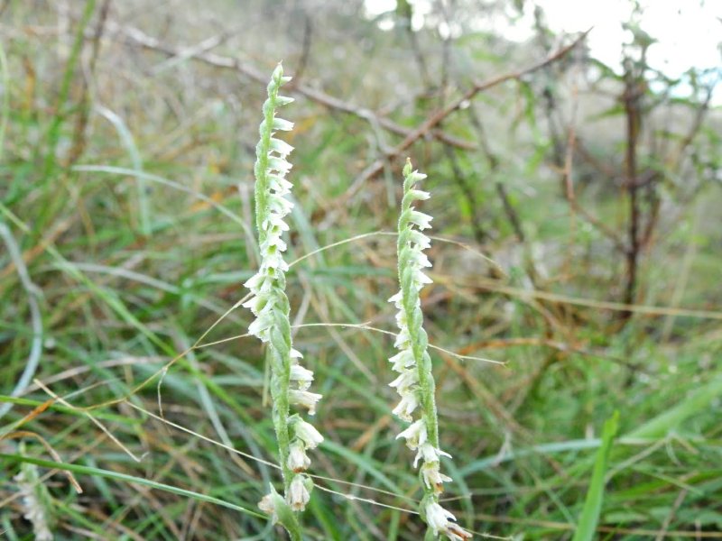 Spiranthes spiralis