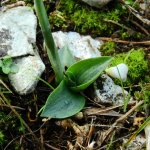 Spiranthes spiralis