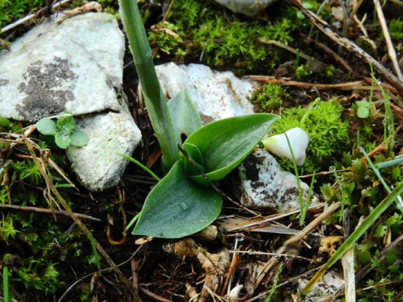 Spiranthes spiralis