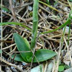 Spiranthes spiralis