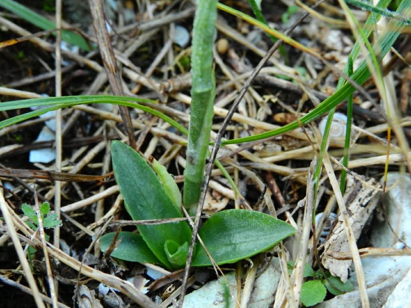 Spiranthes spiralis