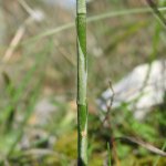 Spiranthes spiralis