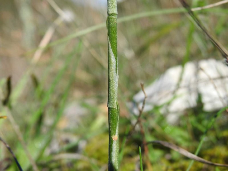 Spiranthes spiralis