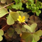 Oxalis corniculata
