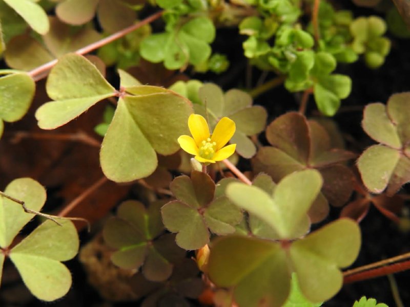 Oxalis corniculata