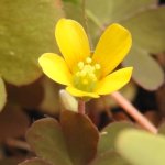 Oxalis corniculata