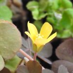 Oxalis corniculata