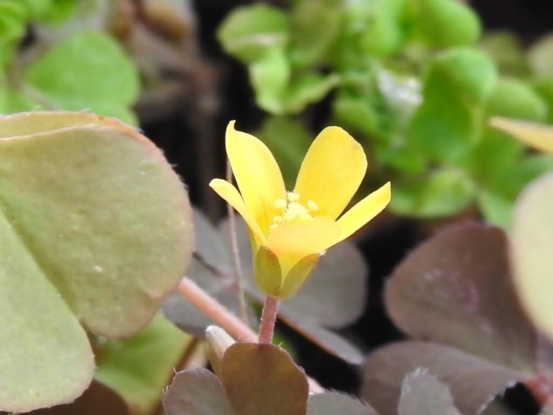 Oxalis corniculata