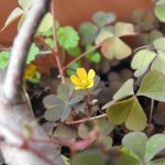 Oxalis corniculata