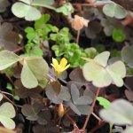 Oxalis corniculata