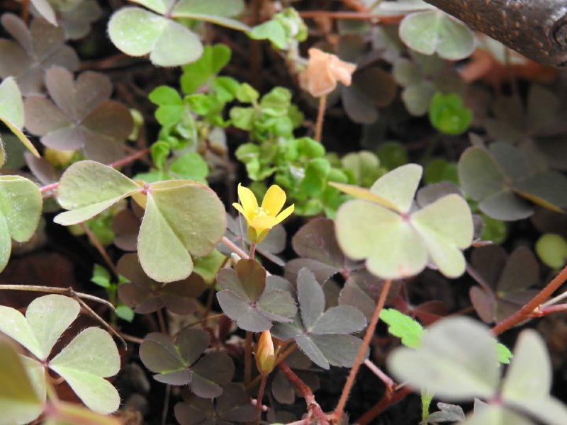 Oxalis corniculata