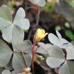 Oxalis corniculata