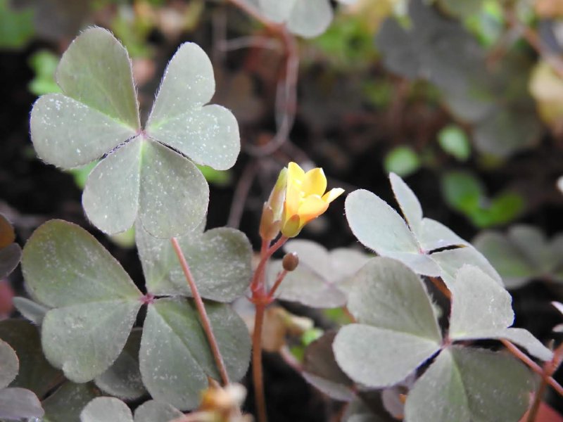 Oxalis corniculata