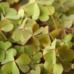 Oxalis corniculata