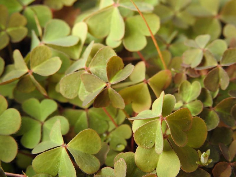 Oxalis corniculata