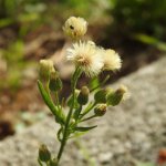 Erigeron sumatrensis