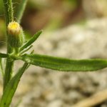 Erigeron sumatrensis