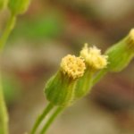 Erigeron sumatrensis