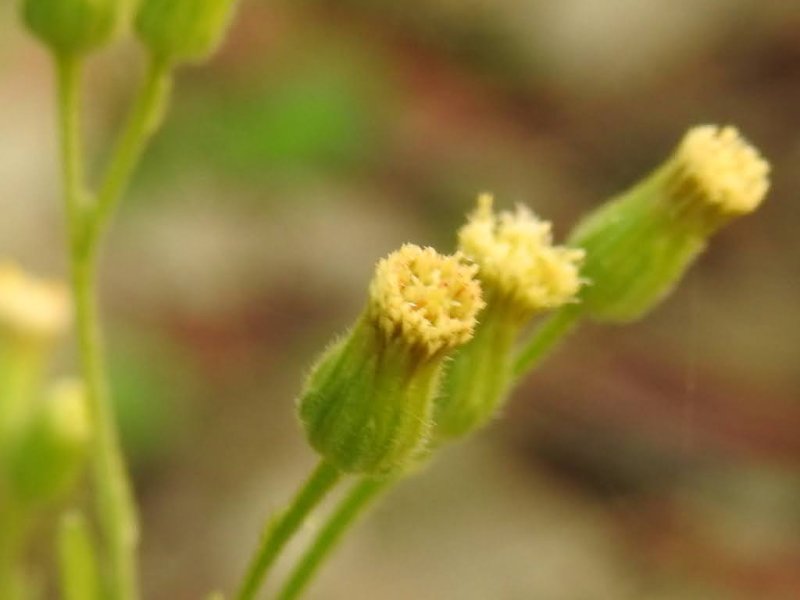 Erigeron sumatrensis