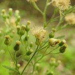 Erigeron sumatrensis