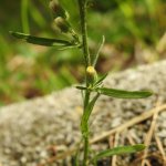 Erigeron sumatrensis