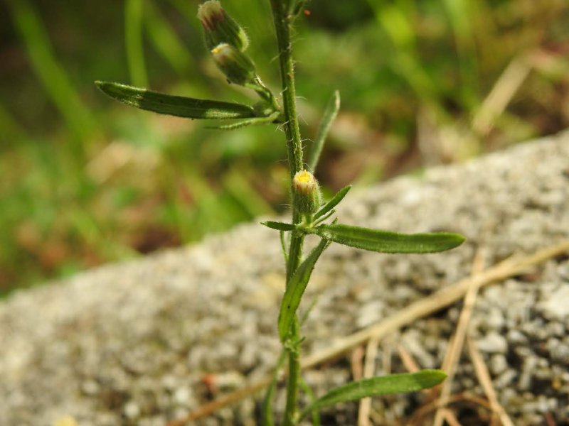 Erigeron sumatrensis