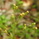 Erigeron sumatrensis