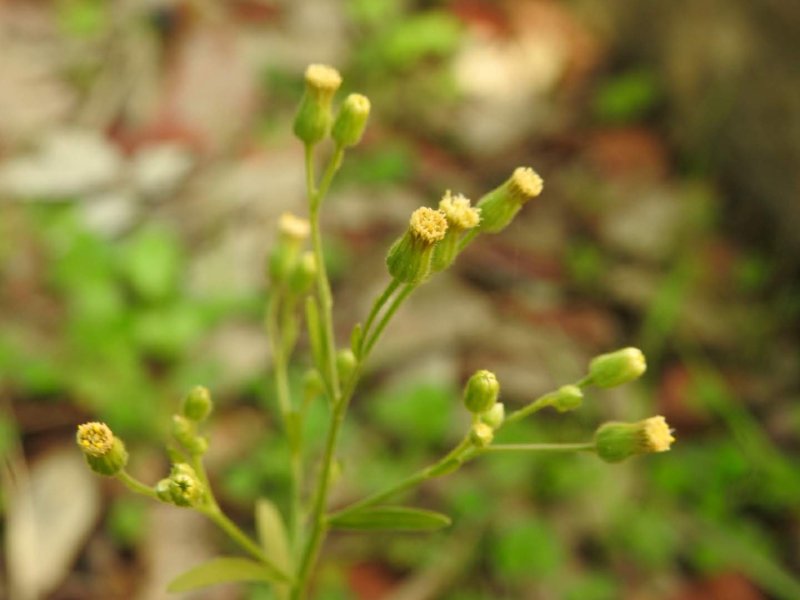 Erigeron sumatrensis