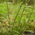 Erigeron sumatrensis