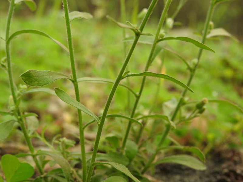 Erigeron sumatrensis