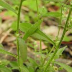 Erigeron sumatrensis