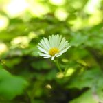 Erigeron karvinskianus