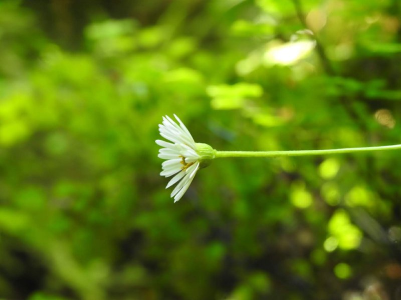 Erigeron karvinskianus
