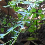 Erigeron karvinskianus
