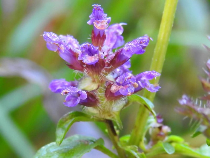 Prunella vulgaris
