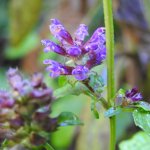 Prunella vulgaris