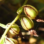 Epipactis helleborine