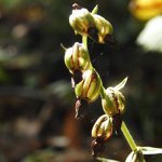 Epipactis helleborine