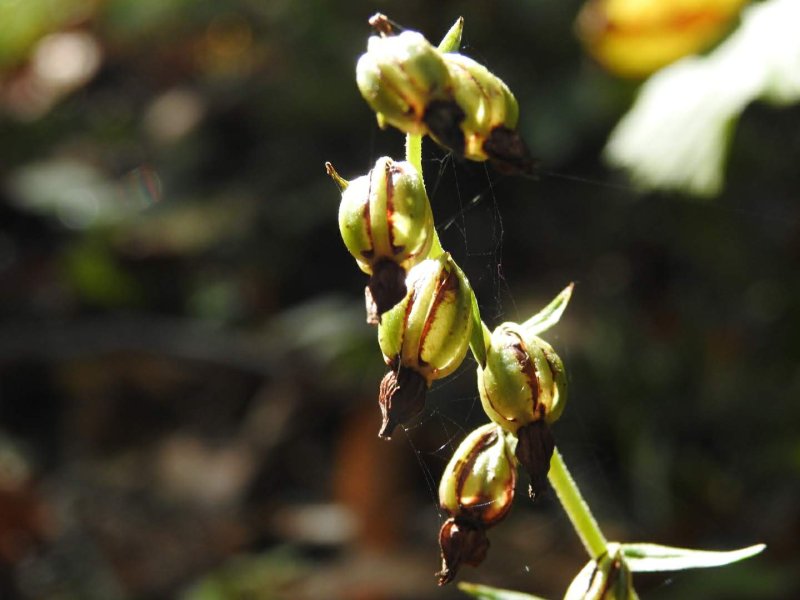 Epipactis helleborine