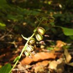 Epipactis helleborine