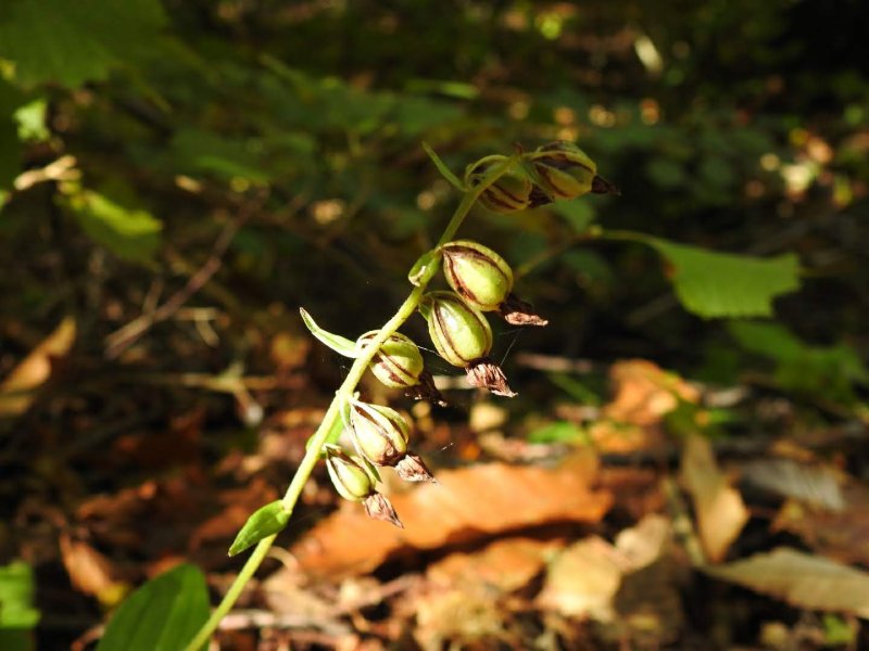 Epipactis helleborine