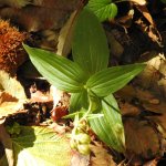 Epipactis helleborine