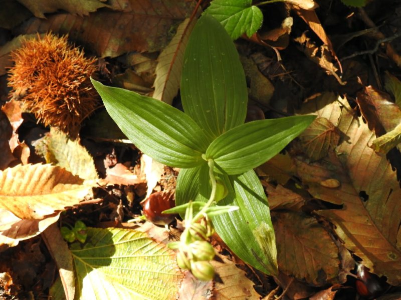 Epipactis helleborine