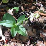 Epipactis helleborine