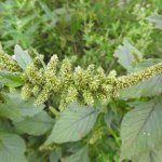 Amaranthus retroflexus