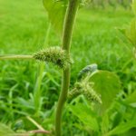 Amaranthus retroflexus