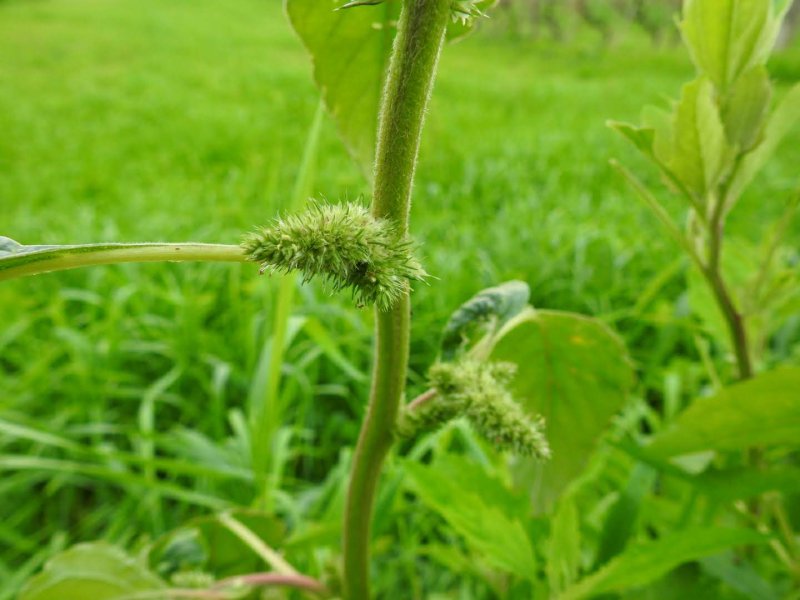 Amaranthus retroflexus