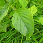 Amaranthus retroflexus