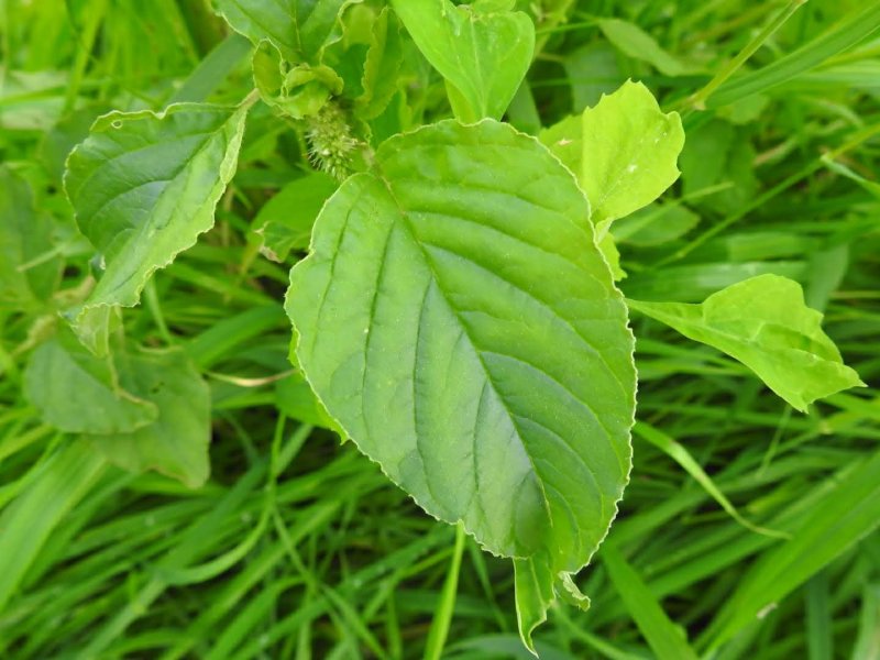 Amaranthus retroflexus