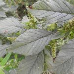 Amaranthus retroflexus